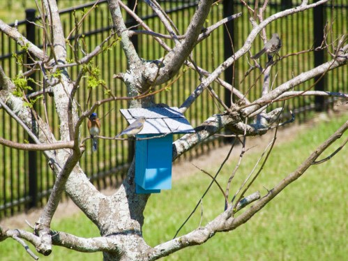 A blue birdhouse hangs on a bare tree branch, with small birds perched nearby in a grassy area.