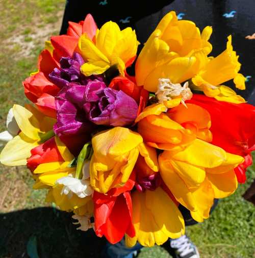 A vibrant bouquet of multicolored tulips, featuring red, yellow, orange, and purple flowers, held in hands.