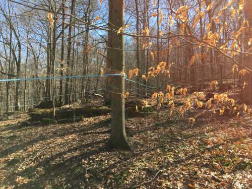 A forest scene with a tree, blue tubing wrapped around it, and fallen leaves on the ground, illuminated by sunlight.