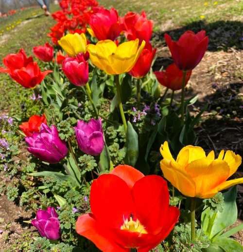 A vibrant flower bed featuring red, yellow, and purple tulips in full bloom under bright sunlight.