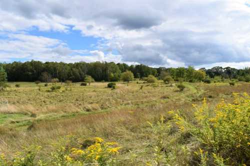 A serene landscape featuring a grassy field, scattered trees, and a cloudy sky in the background.