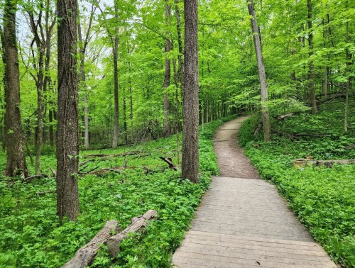 A winding wooden path through a lush green forest with tall trees and vibrant foliage.