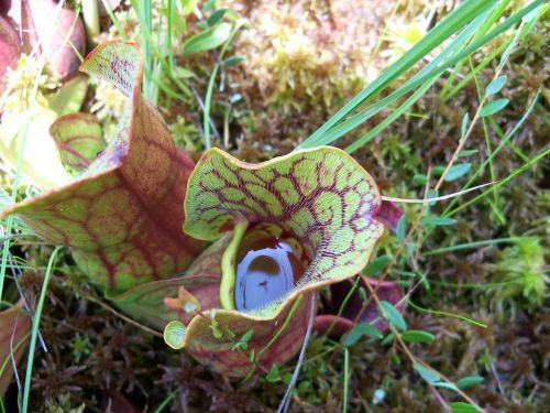 Close-up of a colorful pitcher plant with intricate patterns, surrounded by green moss and grass.
