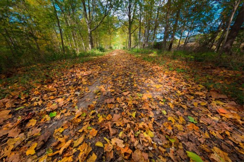 A serene forest path covered in colorful autumn leaves, surrounded by trees and dappled sunlight.