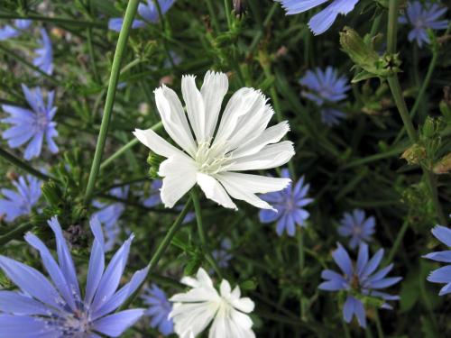 A white flower surrounded by blue flowers in a lush green setting.