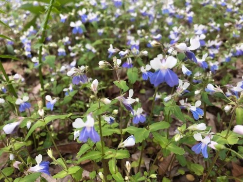 A field of small blue and white flowers surrounded by green leaves, creating a vibrant natural scene.