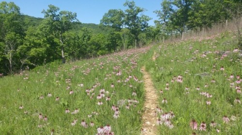 A scenic trail through a vibrant field of wildflowers, surrounded by lush green trees and a clear blue sky.