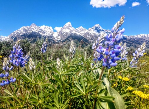 Purple wildflowers in the foreground with snow-capped mountains and a blue sky in the background.