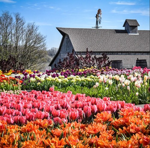 A vibrant field of tulips in various colors blooms in front of a rustic barn under a clear blue sky.