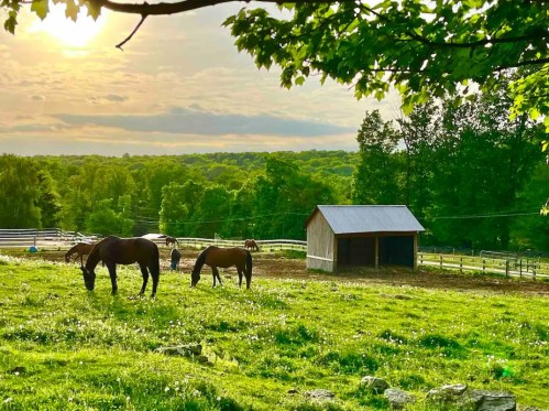 Two horses graze in a lush green field near a wooden barn, with a sunset casting a warm glow over the landscape.