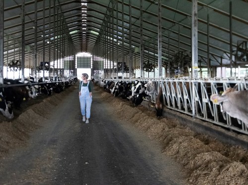 A person in overalls walks through a barn filled with cows, with straw on the ground and a spacious interior.