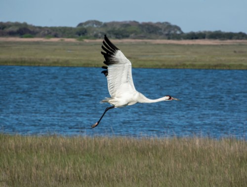 A white crane flying over a grassy area near a blue body of water.