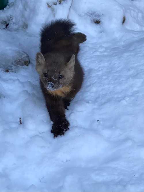 A small, furry animal with a bushy tail walks through a snowy landscape, leaving paw prints in the snow.