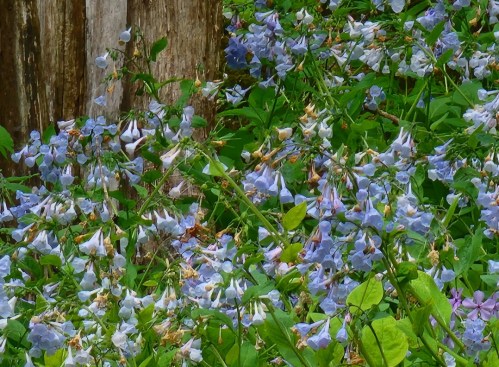 A vibrant patch of blue and purple flowers surrounded by green leaves, set against a backdrop of wooden posts.