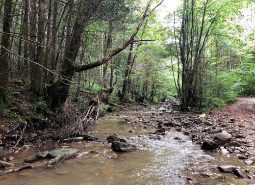 A serene forest scene featuring a winding creek surrounded by lush green trees and rocky banks.