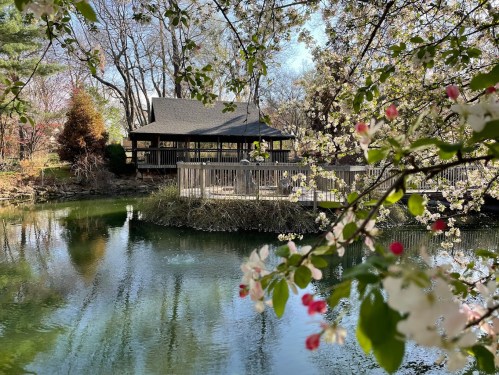 A serene pond surrounded by blooming trees, with a wooden gazebo in the background reflecting in the water.