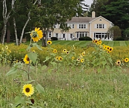 A field of sunflowers in the foreground with a large, elegant house in the background surrounded by greenery.