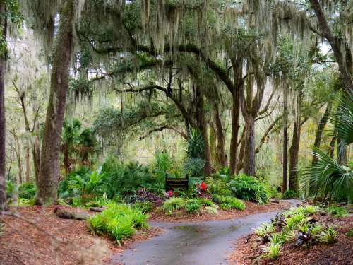 A serene forest path surrounded by lush greenery and moss-covered trees, creating a tranquil atmosphere.