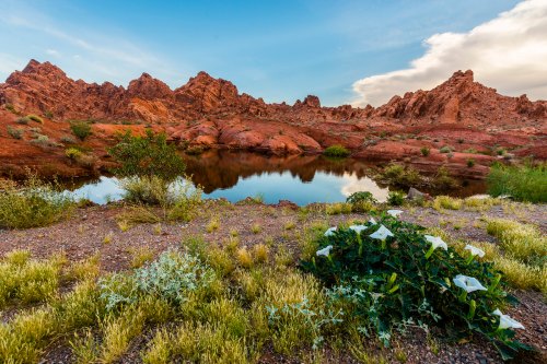 A serene landscape featuring red rock formations, a calm pond, and white flowers in the foreground under a blue sky.
