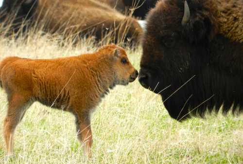 A young bison calf stands close to an adult bison in a grassy field, both facing each other.