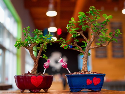 Two small bonsai trees in colorful pots, decorated with red hearts and lollipops, set against a cozy indoor background.