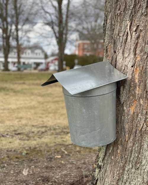 A metal bucket attached to a tree, resembling a small roof, in a grassy area with buildings in the background.