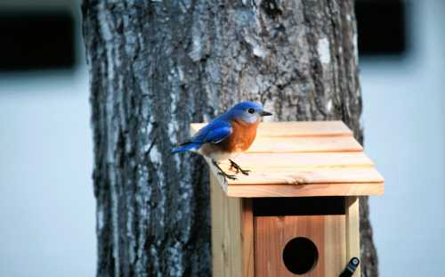 A bluebird perched on a wooden birdhouse against a tree trunk.