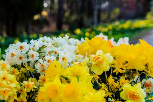 A vibrant display of white and yellow flowers blooming in a garden, surrounded by lush greenery.
