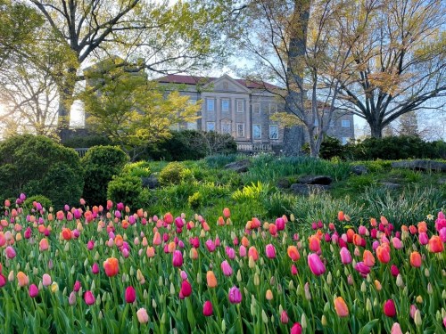 A vibrant garden filled with colorful tulips in bloom, with a historic building and trees in the background.