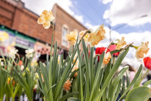 A close-up of blooming daffodils and tulips in a vibrant outdoor market setting under a blue sky.