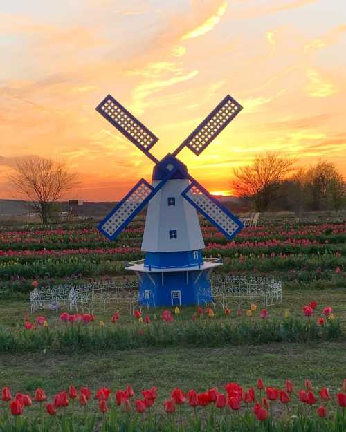 A blue and white windmill stands amidst colorful tulip fields at sunset, with a vibrant sky in the background.