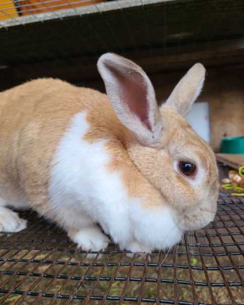 A close-up of a brown and white rabbit sitting on a wire mesh surface, with its ears perked up and eyes alert.