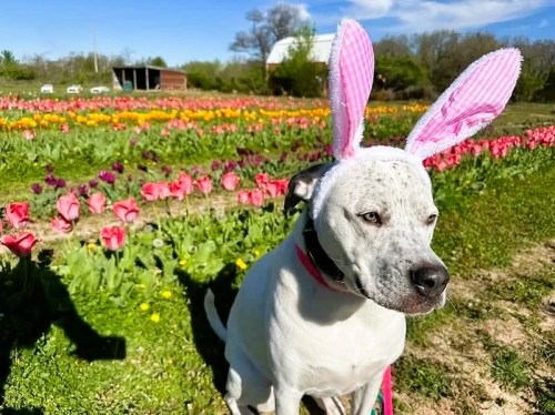 A white dog wearing pink bunny ears sits in a colorful field of tulips on a sunny day.
