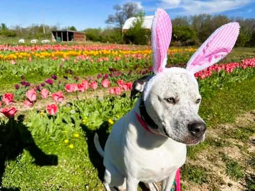 A white dog wearing pink bunny ears sits in a colorful field of tulips on a sunny day.