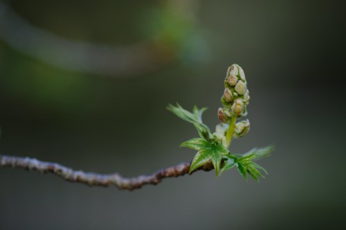 A close-up of a budding branch with small green leaves and tightly closed buds against a blurred background.
