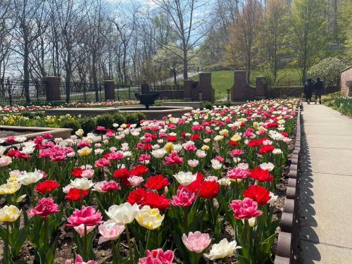 A vibrant garden filled with blooming red, pink, and white tulips under a clear blue sky. Pathway visible in the background.
