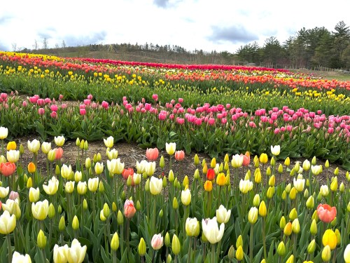 A vibrant field of tulips in various colors, including red, pink, yellow, and white, under a cloudy sky.