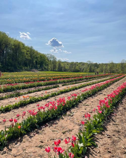 A vibrant field of blooming tulips in rows, under a clear blue sky with a few clouds and green trees in the background.