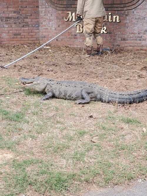 A large crocodile on the ground near a sign, with a person in the background using a pole.