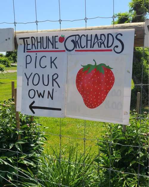 Sign at Terhune Orchards directing visitors to "Pick Your Own" strawberries, with an illustration of a strawberry.