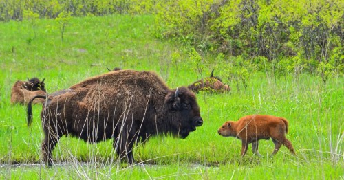 A large bison stands in a grassy field, facing a small calf, with more bison grazing in the background.
