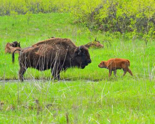 A bison and its calf stand in a lush green field, surrounded by grass and a few other bison in the background.