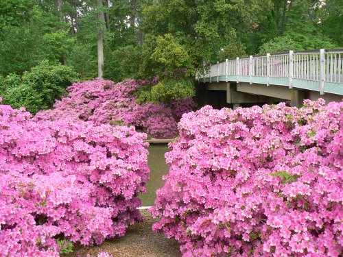 A vibrant scene of pink azaleas blooming near a wooden bridge surrounded by lush greenery.
