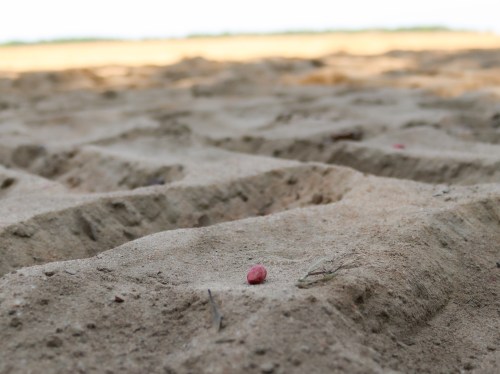 Close-up of sandy beach with textured patterns and a small red pebble in the foreground.