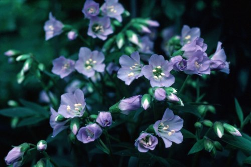 A cluster of delicate purple flowers with green buds against a dark green background.