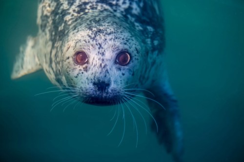 A close-up of a curious seal swimming underwater, with large eyes and a speckled gray coat.