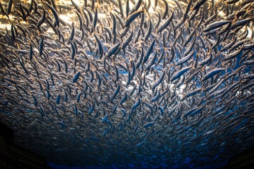 A large school of fish swimming together beneath the water's surface, creating a shimmering, dynamic pattern.