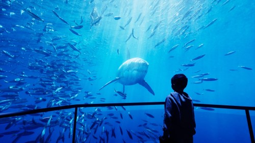 A child watches a large shark swimming among schools of fish in a vibrant aquarium setting.