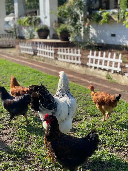A group of chickens, including a white rooster and various hens, foraging in a grassy yard.