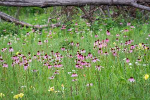 A vibrant field of pink and white wildflowers surrounded by green grass and fallen branches.